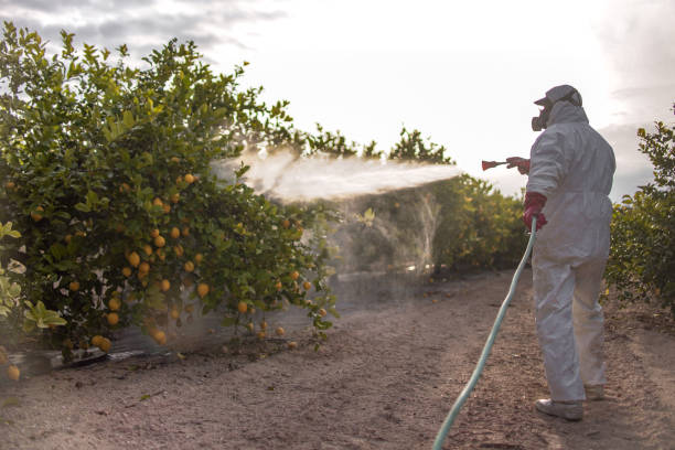 Best Termite Control Services  in Baltic, CT