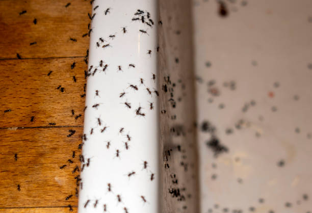 Spider Control Near Me in Baltic, CT