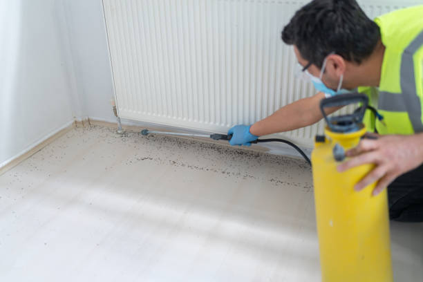 Best Affordable Pest Control Services  in Baltic, CT